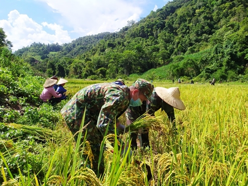 Bộ đội Đồn Biên phòng A Pa Chải gặt lúa giúp dân